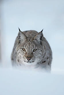 European Lynx (Lynx lynx) adult male stalking through winter birch forest, Bardu