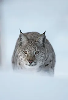 European Lynx (Lynx lynx) adult male stalking through winter birch forest, Bardu
