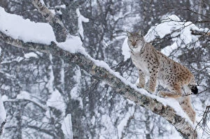 Images Dated 5th February 2013: European lynx (Lynx lynx) climbing a tree, captive, Norway, February