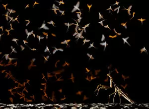 Images Dated 5th November 2019: European mantis (Mantis religiosa) hunting swarming Pale burrower mayfly (Ephoron virgo)