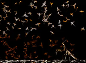 Miispecies Prints: European mantis (Mantis religiosa) hunting swarming Pale burrower mayfly (Ephoron virgo)