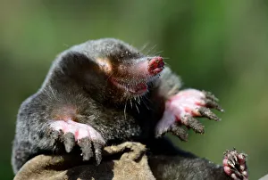 European mole (Talpa europaea) at the surface, Alsace, France, September