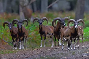 Sheep Prints: European mouflon (Ovis aries musimon) herd in woodland