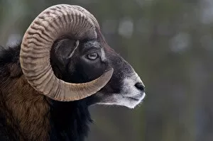 European Mouflon (Ovis musimon) male head profile. The Netherlands, January