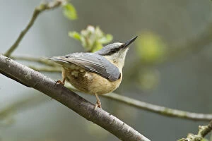 Images Dated 17th May 2012: European Nuthatch (Sitta europaea). Powys, Wales, May