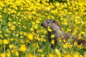 Images Dated 2nd June 2013: European otter (Lutra lutra) in buttercups, West Country Wildlife Photography Centre, captive, June