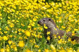 Images Dated 2nd June 2013: European otter (Lutra lutra) in buttercups, West Country Wildlife Photography Centre, captive, June