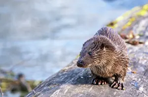 Waiting Prints: European otter (Lutra lutra) cub waiting on log for its mothers return