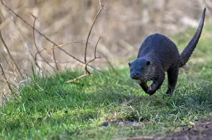 Riverbank Prints: European otter (Lutra lutra) female