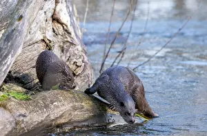 Riverbank Prints: European otter (Lutra lutra) female and cub