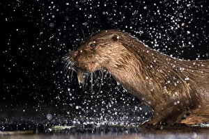 European otter (Lutra lutra) with fish prey, with water splashing around, Kiskunsagi National Park