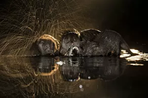 European otter (Lutra lutra) group with one shaking off water, Kiskunsagi National Park