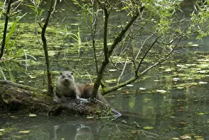 European otter (Lutra lutra) on log over water, captive, the Netherlands