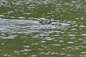Images Dated 24th September 2010: European otter (Lutra lutra) mother and cub swimming, Wales, UK, September
