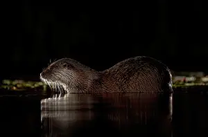 Flash Prints: European otter (Lutra lutra) resting in shallow water at night