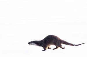 European Otter (Lutra lutra) running over snow. The Netherlands, December. Captive