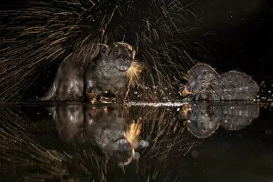 European otter (Lutra lutra) shaking off water, Kiskunsagi National Park, Hungary, January
