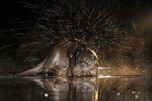 Images Dated 13th October 2014: European otter (Lutra lutra) shaking off water, Kiskunsagi National Park, Hungary, January