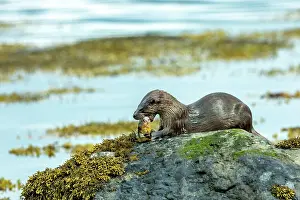 Inner Hebrides Prints: European otter (Lutra lutra) sitting on a rock feeding on Wrasse prey