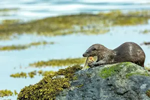 Inner Hebrides Prints: European otter (Lutra lutra) sitting on a rock feeding on Wrasse prey