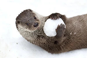 Lutra Lutra Collection: European otter (Lutra lutra) with snow ball, Bavarian Forest National Park, Germany, January