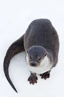 Lutra Lutra Gallery: European Otter (Lutra lutra) standing on ice. Captive. The Netherlands, January