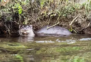 Lake District Prints: European otter (Lutra lutra) standing in river under the riverbank