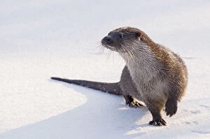 European Otter (Lutra lutra) standing on snow, lifting one paw to keep it warmer