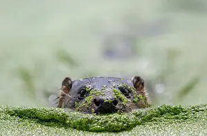 Devon Prints: European otter (Lutra lutra) swimming through a pond covered in Duckweed