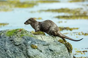 Inner Hebrides Prints: European otter (Lutra lutra) urinating on a rock