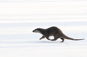 Otters Gallery: European Otter (Lutra lutra) walking across snow. The Netherlands, December. Captive