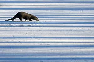 Images Dated 18th April 2011: European Otter (Lutra lutra) walking across snow while sniffing the ground. The Netherlands