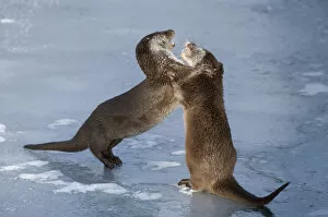 2020 December Highlights Gallery: European otters (Lutra lutra) play fighting in the snow. Captive, Germany