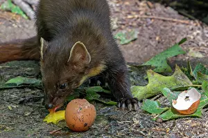 Captive Prints: European pine marten (Martes martes) eating egg yolk from broken chicken egg