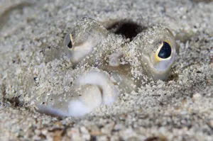 Magnus Lundgren Prints: European plaice (Pleuronectes platessa) in sand on seabed, Moere coastline, Norway