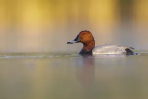 2019 July Highlights Collection: European pochard (Aythya ferina) drake male on a misty morning, Valkenhorst Nature Reserve