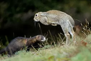 Images Dated 6th August 2009: European polecat (Mustela putorius) hunting rabbit which is jumping to escape, Veluwezoom