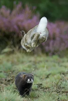 Lagomorphs Prints: European polecat (Mustela putorius) hunting rabbit which is jumping to get away