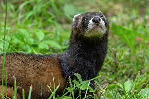 Captive Prints: European polecat (Mustela putorius) portrait, Germany. June. Captive
