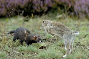 European polecat (Mustela putorius) with rabbit jumping away, Veluwezoom National Park