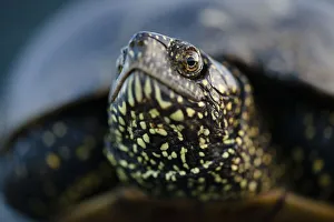 Images Dated 16th June 2009: European pond turtle (Emys orbicularis) Gornje Podunavlje Special Nature Reserve