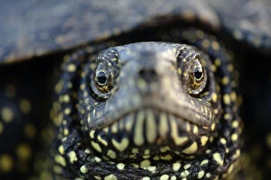Images Dated 16th June 2009: European pond turtle (Emys orbicularis) Gornje Podunavlje Special Nature Reserve