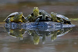 Albania Gallery: Three European pond turtles (Emys orbicularis) and a Balkan terrapin (Mauremys rivulata)