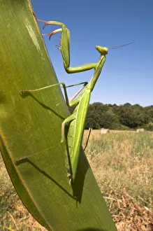 Green Colour Prints: European praying mantis (Mantis religiosa) camouflaged on leaf, Tuscany, Italy