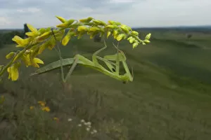European praying mantis (Mantis religiosa) on flower, Thousand Hills region, North West Moldova