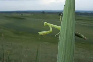 Images Dated 23rd June 2009: European praying mantis (Mantis religiosa) on leaf, Thousand Hills region, North West Moldova