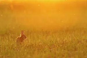 Easter Gallery: European rabbit (Oryctolagus cuniculus) in steppe habitat. Alfaro, La Rioja, Ebro Valley, Spain