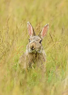 What's New: European rabbit (Oryctolagus cuniculus) feeding in long grass. Suffolk, UK. May