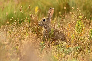 Camouflage Gallery: European rabbit (Oryctolagus cuniculus) in steppe habitat. Alfaro, La Rioja, Spain