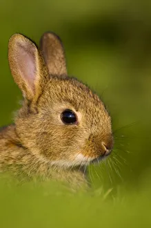 Lagomorphs Prints: European rabbit (Oryctolagus cuniculus) in the last rays of evening light, Norfolk